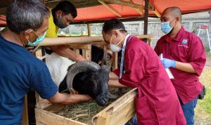 Meleset, Target Hewan Kurban yang Diperiksa di Cimahi