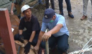 DPW GP Partai NasDem melaksanakan program pemotongan hewan kurban.