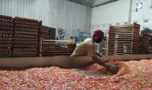Industri Kerupuk Melempem Kena 'Angin' Pandemi Covid-19 Proses pengeringan kerupuk di pabrik kerupuk mentah di Cipamokolan, Kelurahan Derwati, Kecamatan Rancasari.