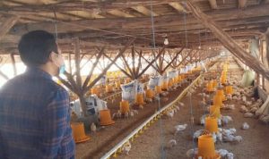 Pemerintah Dinilai Abaikan Peternak Ayam, Peternak Milenial Akan Buat Konsolidasi Nasional