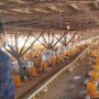 Pemerintah Dinilai Abaikan Peternak Ayam, Peternak Milenial Akan Buat Konsolidasi Nasional