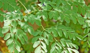 Hempaskan 5 Penyakit Ini dengan Mengonsumsi Daun Kelor Hempaskan 5 Penyakit Ini dengan Mengonsumsi Daun Kelor