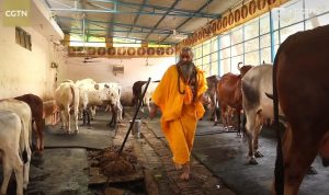 Masyarakat India Pakai Kotoran Sapi untuk Cegah Covid-19