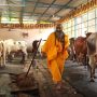 Masyarakat India Pakai Kotoran Sapi untuk Cegah Covid-19