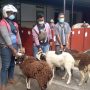 PT Daya Adicipta Motora sebagai anak perusahaan dari Daya Group membagikan hewan kurban kepada masyarakat sekitar pada saat Hari Raya Idul Adha.