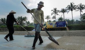 Kredit Pertanian BRI Tembus Rp117,54 Triliun, Pembiayaan Rice Mill Jangkau Lebih dari 40 Ribu Nasabah