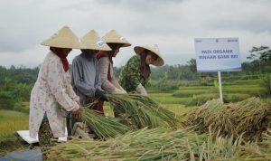 Selama Masa Pandemi, Rp 161 Triliun Kredit Mikro BRI Tersalurkan ke Sektor Pertanian Selama Masa Pandemi, Rp 161 Triliun Kredit Mikro BRI Tersalurkan ke Sektor Pertanian