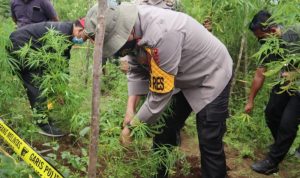 Kapolres Dairi AKBP Ferio Sano Ginting mencabut pohon ganja di daerah perladangan Desa Parbuluan IV, Kabupaten Dairi. (ANTARA/HO)