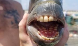 Ikan Bergigi seperti Manusia atau disebut Ikan Kepala Domba