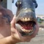 Ikan Bergigi seperti Manusia atau disebut Ikan Kepala Domba