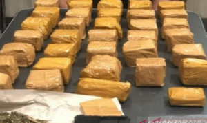 Ilustrasi Sitaan Barang Bukti Paket Ganja (foto: Antara)