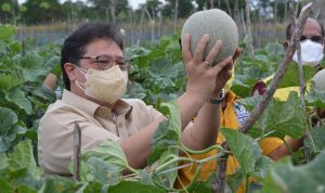 Menko Airlangga Apresiasi Terobosan Pemda Kalsel, Bantu Pasien Isoman dengan Hasil Panen Buah dan Sayur dari Petani Menko Perekonomian airlangga Hartarto ikut serta Panen Melon di Banjarmasin Kalimantan selatan