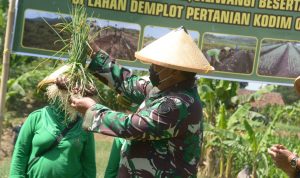 Pangdam III Siliwangi memanen bawang dari lahan galian C