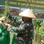 Pangdam III Siliwangi memanen bawang dari lahan galian C