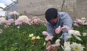 Petani bunga di Lembang, KBB, merugi akibat PPKM Darurat dan level 4.