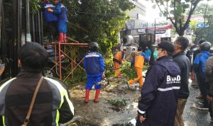 Petugas BPBD Kota Cimahi melakukan penanganan pohon tumbang.