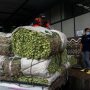 Warga Kabupaten Bandung Berikan Sayuran Sebanyak 7 Ton Ke Kebun Binatang Bandung Bantuan sayuran sebanyak 7 ton untuk pakan hewan di Kebun Binatang Bandung