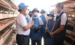 PMBP ketika memulai budidaya burung puyuh di Biomethagreen Rumah Edukasi.