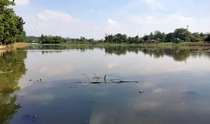 DPUPR Terus Kebut Pembersihan Gulma di Situ Pengarengan DPUPR Terus Kebut Pembersihan Gulma di Situ Pengarengan