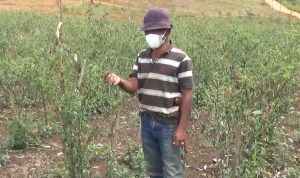 Petani cabe di wilayah Kecamatan Cimenyan.