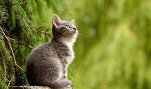 Kucing (Foto: pixabay)