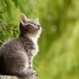 Kucing (Foto: pixabay)