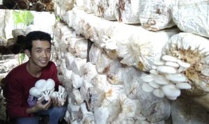 Budidaya Jamur Kayu yang dilakukan petani milenial
