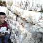 Budidaya Jamur Kayu yang dilakukan petani milenial