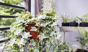 10 Jenis Tanaman Hias yang Direkomendasikan untuk Menetralisir Udara Beracun Ivy Inggris salah satu tanaman Hias yang dapat memfilter udara dari zat-zat beracun