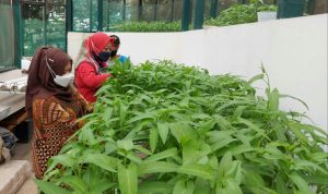 Pemkot Cimahi Dorong Petani Budidaya Tanaman Hidroponik, Begini Caranya Dinas Pangan dan Pertanian Kota Cimahi, terus mendorong petani Kota Cimahi untuk beralih dengan mem budidaya ke tanaman hidroponik.