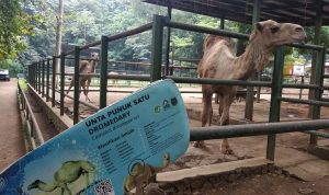 Kebun Binatang Bandung Masih Belum Dibuka, Ini Alasannya Salah satu hewan di Kebun Bintang Kota Bandung. Selasa (14/9).