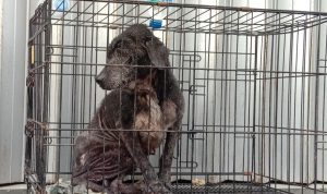 Terungkap, Kondisi Toko Mas Gaya Baru di Kosambi Tak Terawat PRIHATIN: Salah satu anjing milik korban perampokan pemilik Toko Mas Gaya Baru di Kosambi, terlihat memprihatinkan dan lemas. Senin (20/9).