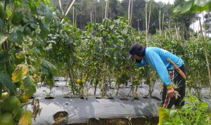 Petani Senang, Harga Jual Sayuran di Lembang Merangkak Naik PERIKSA: Petani di Lembang mengecek tomat miliknya sebelum dipanen.