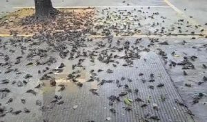 Tangkapan layar video petugas kebersihan Balai Kota Cirebon yang menemukan ratusan burung pipit mati masal di Kota Cirebon, Jawa Barat, Selasa (14/9/2021). (ANTARA/Khaerul Izan)