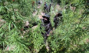 Belasan Ribu Batang Ganja di Aceh Dimusnahkan BNN Belasan Ribu Batang Ganja di Aceh Dimusnahkan BNN