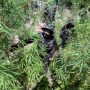 Belasan Ribu Batang Ganja di Aceh Dimusnahkan BNN
