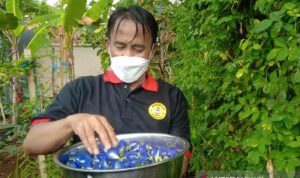 Petani milenial asal Kabupaten Kuningan saat menunjukkan hasil panen di Kuningan, Jawa Barat, Jumat (24/9/2021). (ANTARA/Khaerul Izan)