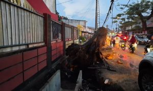 Hujan lebat yang disertai angin kencang menyebabkan pohon tumbang di Jalan Raya Kalimulya, Kota Depok, Jawa Barat. (ANTARA/Feru Lantara)
