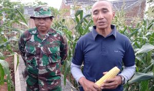 Sektor 22 Berhasil Kembangkan Jagung Paragon di Lahan Tidur Dansektor 22 Citarum Harum Kolonel Infantri Eppy Gustiawan menjelaskan tentang penanaman jagung Paragon