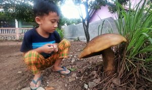 CURI PERHATIAN: Seorang anak memperhatikan dengan seksama sebuah jamur berukuran tak biasa. (Istimewa)