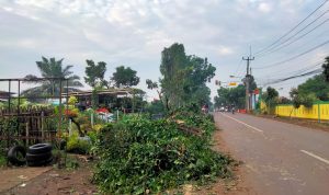 DLHK Depok Ajak Warga Setop Tebang Pohon