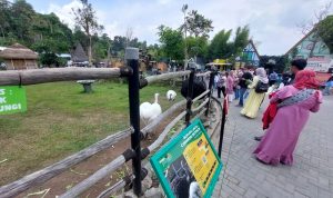 KBB Level 2 PPKM, Semua Objek Wisata Diperbolehkan Buka Pengunjung memadati area objek wisata Lembang Park and Zoo, di KBB.