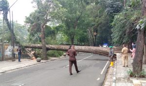 Kerugian Akibat Pohon Tumbang, DPKP3 Kota Bandung Imbau Warga untuk Segera Melapor