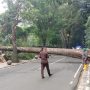 Kerugian Akibat Pohon Tumbang, DPKP3 Kota Bandung Imbau Warga untuk Segera Melapor