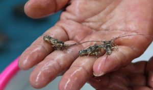 Yusril: Larangan Ekspor Benih Lobster Ini Mengada-ada ekspor benih lobster benur larangan yusril