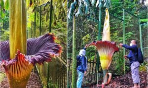 foto unga bangkai mekar sempurna kebun raya cibodas