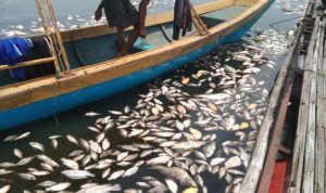 Ngeri, Jumlah Ikan Mati Massal di Waduk Jangari Sudah Seberat 200 Ton Pemilik keramba jaring apung di Waduk Jangari, Kecamatan Mande, Kabupaten Cianjur, Jawa Barat, merugi akibat kematian massal ikan yang mereka budi dayakan. (ANTARA/Ahmad Fikri)
