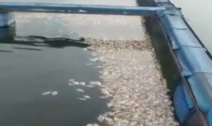 Tampak ikan mati di waduk Saguling/ISTIMEWA.