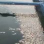 Tampak ikan mati di waduk Saguling/ISTIMEWA.