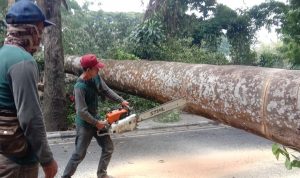 pohon tumbang bandung